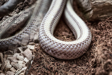 Gros plan courbe de serpent