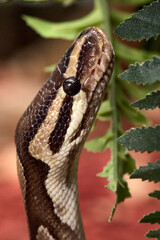 Gros plan menaçant d'une tête de serpent