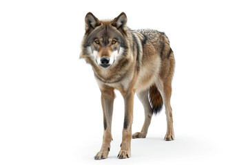 Fototapeta premium Majestic Male Wolf Standing on Isolated White Background