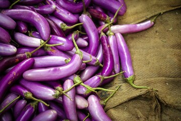purple brinjal eggplant aubergine 
