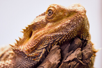 Gros plan fascinant d'un œil de caméléon jaune