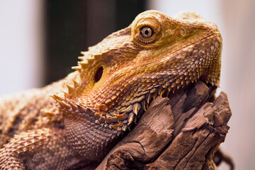 Gros plan fascinant d'un œil de caméléon jaune