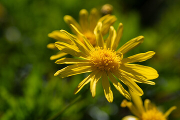Fleur d'Anthémis jaune dans un jardin en Bretagne