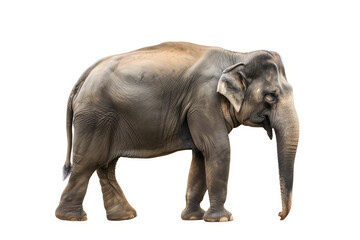 Obraz premium Asian Elephant Side View Isolated On White Background