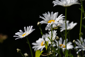 Grandes Pâquerettes dans un jardin en Bretagne