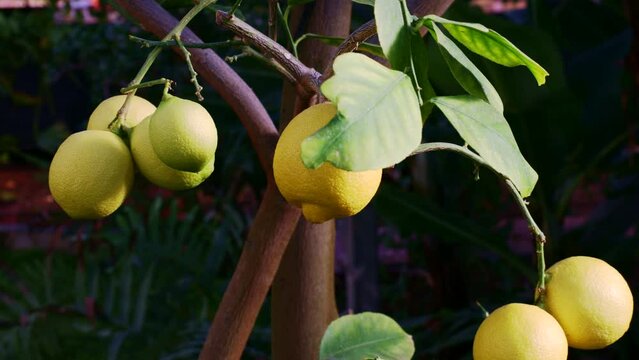 Yellow ripe lemons hanging on tree with leaves in the citrus garden plantation close up