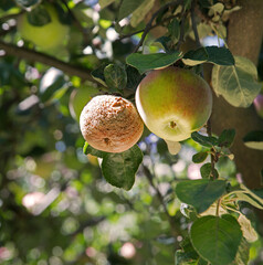 Rotten and healthy apples on a branch