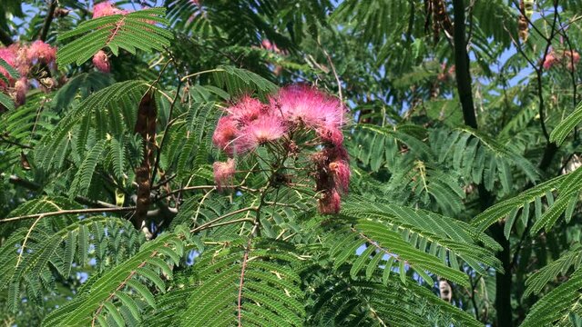 Bright pink flowers of Albizia Saman (Samanea Saman, Rain Tree, Cow Tamarind) with green leaves and seed pods in the garden in summer