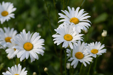 Grandes Pâquerettes dans un jardin en Bretagne