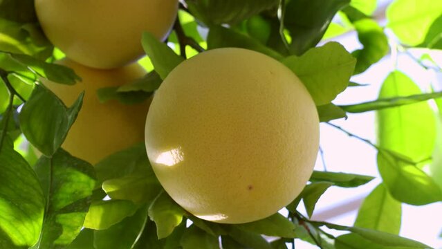 Yellow Pomelo fruit (Pummelo or Citrus maxima) on the tree with green leaves in the garden in summer