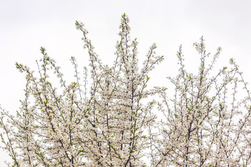 White cherry flowers on a cherry tree branch on a cloudy day.