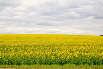 On the photo beautiful rape flowers on the field