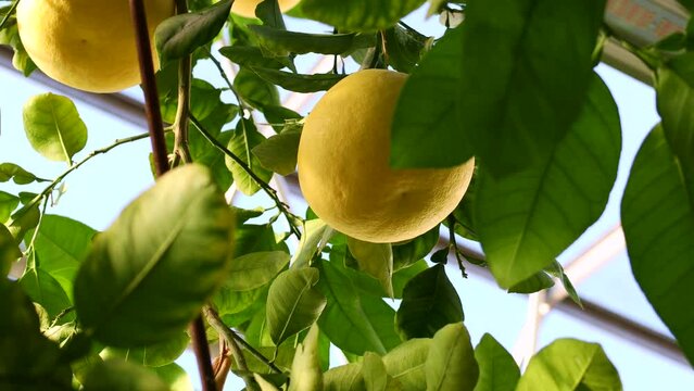 Yellow Pomelo fruit (Pummelo or Citrus maxima) on the tree with green leaves in the garden in summer