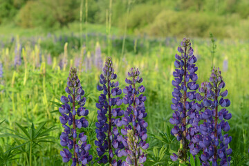 Field with lupine flowers. Life in harmony with Nature. Meadow flowers and herbs. Purple and green. Cropped scene. Close-up scene. Beautiful floral background.