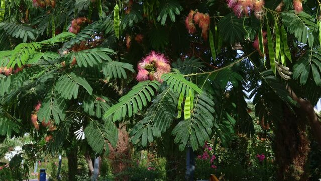 Bright pink flowers of Albizia Saman (Samanea Saman, Rain Tree, Cow Tamarind) with green leaves and seed pods in the garden in summer