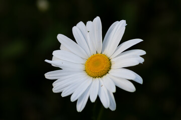 Obraz premium Grandes Pâquerettes dans un jardin en Bretagne