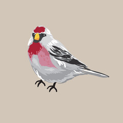 Vector beautiful little redpoll bird or goldfinch