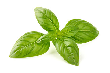 Sweet basil herb leaves, close-up, isolated on white background. Fresh Genovese basil
