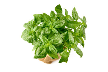 Fresh green Basil pot, isolated on white background