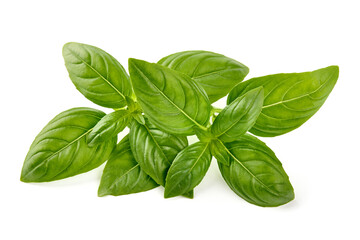 Sweet basil herb leaves, close-up, isolated on white background. Fresh Genovese basil