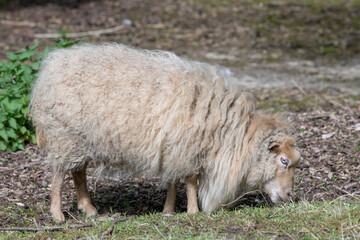 View on a Ouessant sheep eating grass in a public park in Nancy.