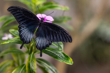 Black-winged butterfly resting on a pink flower. Horizontally.