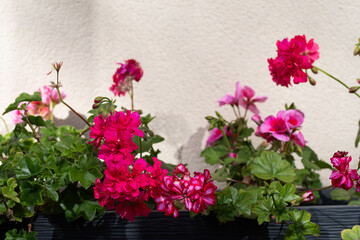 Géraniums rouges dans un jardin en Bretagne