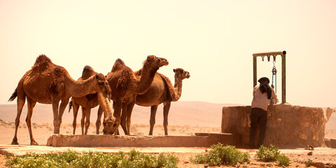 Berber watering dromedaries in southern Morocco