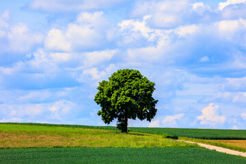 A lone solitary tree on a country lane between meadows and fields with a background of blue sky and...