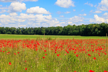 Red poppy flowers bloom between grasses at the edge of a road