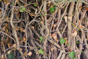 A dense network of ivy tendrils around a tree trunk