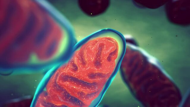 Beyond being the powerhouse of the cell Mitochondria play a major role in immune response signaling and cell fate determination