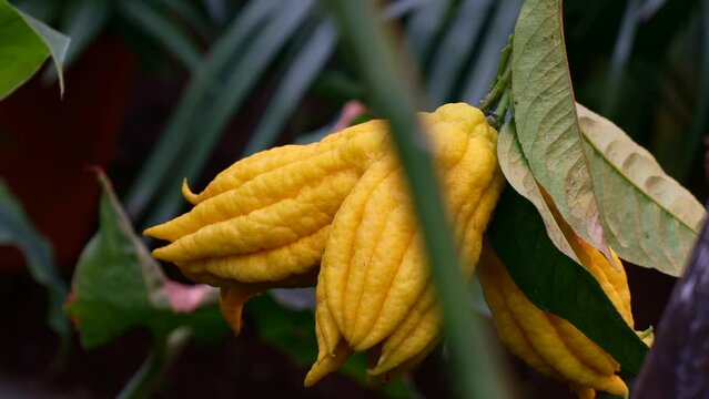 Yellow ripe fingered citron Buddha's hand (Citrus medica var. sarcodactylis) hanging on tree with leaves in the citrus garden close up