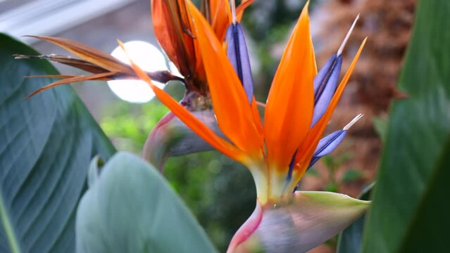 Exotic Strelitzia Reginae (Evergreen Crane Flower or Bird Of Paradise) flowers in botanical garden