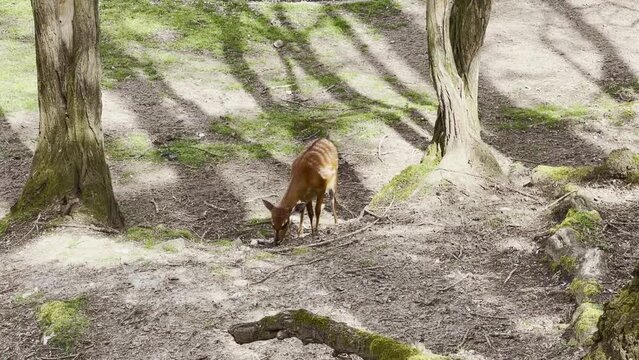 Sitatunga or marshbuck (Tragelaphus spekii). Swamp-dwelling antelope is walking on zoo