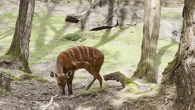 Sitatunga or marshbuck (Tragelaphus spekii). Swamp-dwelling antelope is walking on zoo