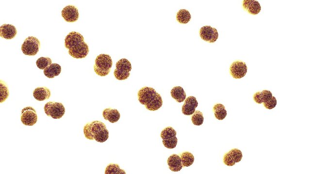 Meningitis bacteria isolated, Neisseria meningitidis. Meningococcal meningitis is a bacterial form of meningitis, an infection of the meninges, the protective membranes of the brain and spinal cord