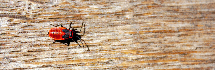 Bedbug-soldier on a light board in the sun. Light wooden board texture in the rays of the sun. Red Pyrrhocoris apterus, top view.