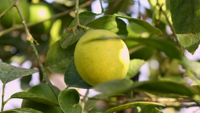 Yellow ripe lemons hanging on tree with leaves in the citrus garden plantation close up