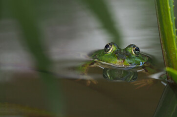 Obraz premium Auftauchen eines grünen Frosches im Gartenteich