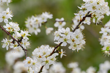 Obstbaumblüte