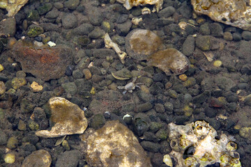 Rocky tide pools, home sweet home