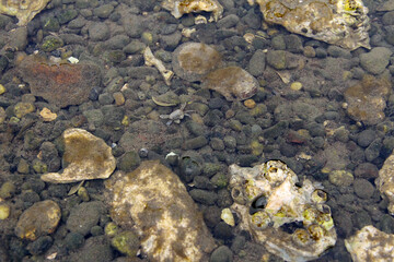 Rocky tide pools, home sweet home