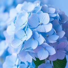 Blue hydrangea. Gentle summer flower. Blue floral background. Monochrome background. Flowering. Garden.