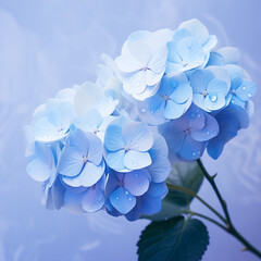 Blue hydrangea. Gentle summer flower. Blue floral background. Monochrome background. Flowering. Garden.