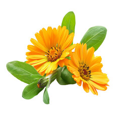 Calendula isolated on white background