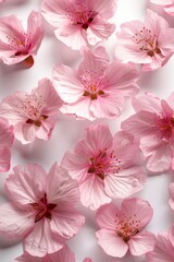 Scattered Pink Blossoms on White