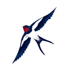 Vector illustration beautiful swallow flies on white