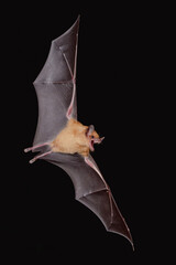 Bat in flight