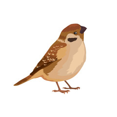 Vector small beautiful brown sparrow bird stands